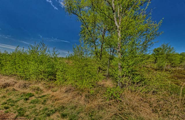 molbergen moorlehrpfad dausenmoorpad