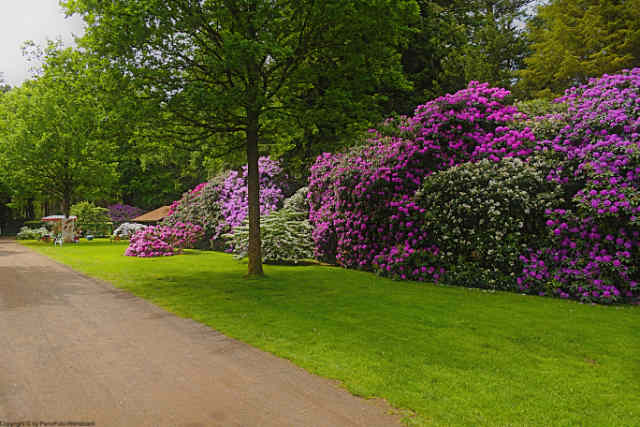pr002 003 rhodo park bruns 00024 640